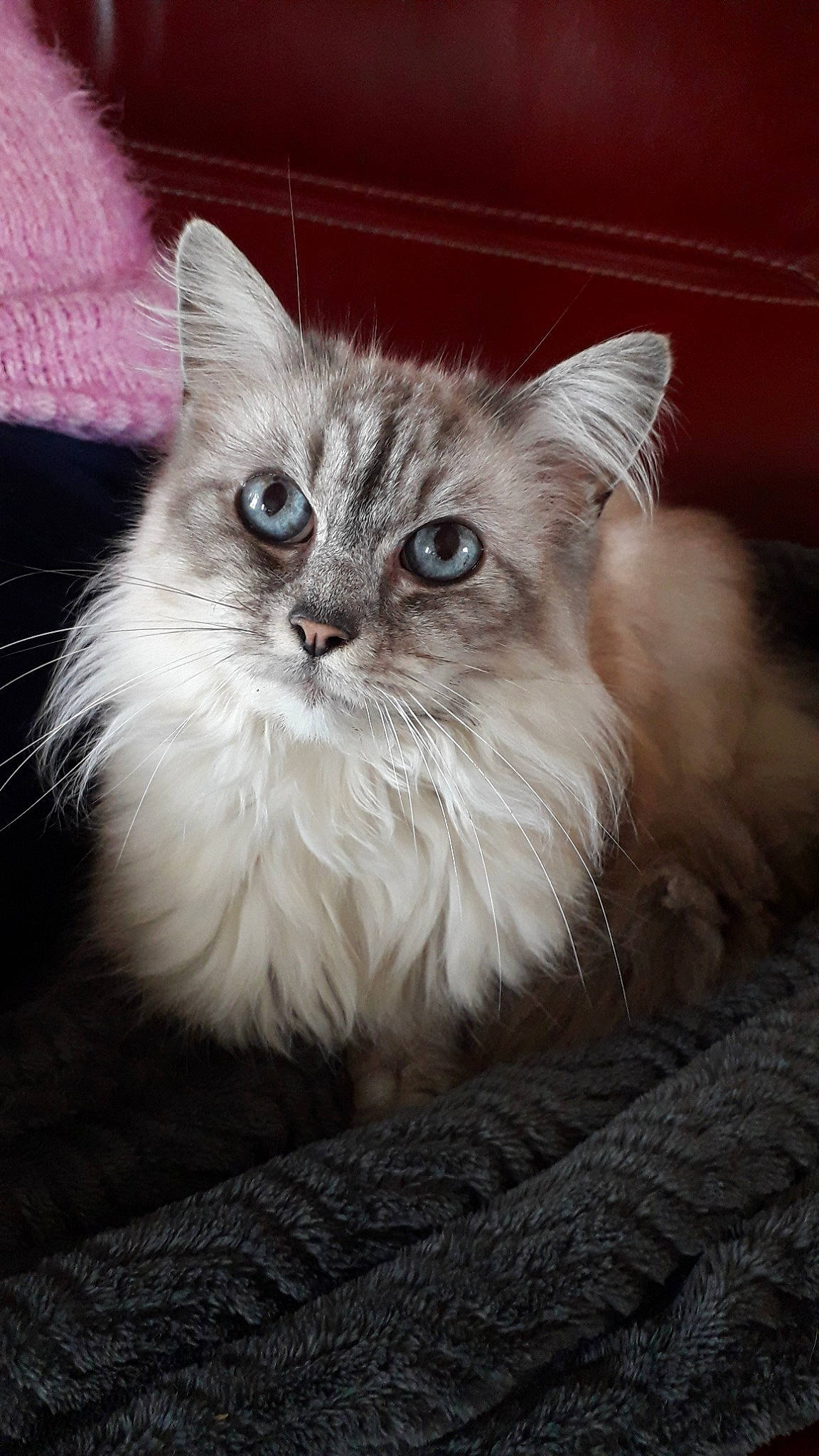 Fanny participe au concours pour gagner de l'argent avec cette photo : asian, asian_semi_longhair, british_longhair, british_semi_longhair, carnivore, cat, domestic_long_haired_cat, eye, felidae, fur, kitten, mammal, napoleon_cat, norwegian_forest_cat, ragamuffin, ragdoll, siberian, small_to_medium_sized_cats, vertebrate, whiskers