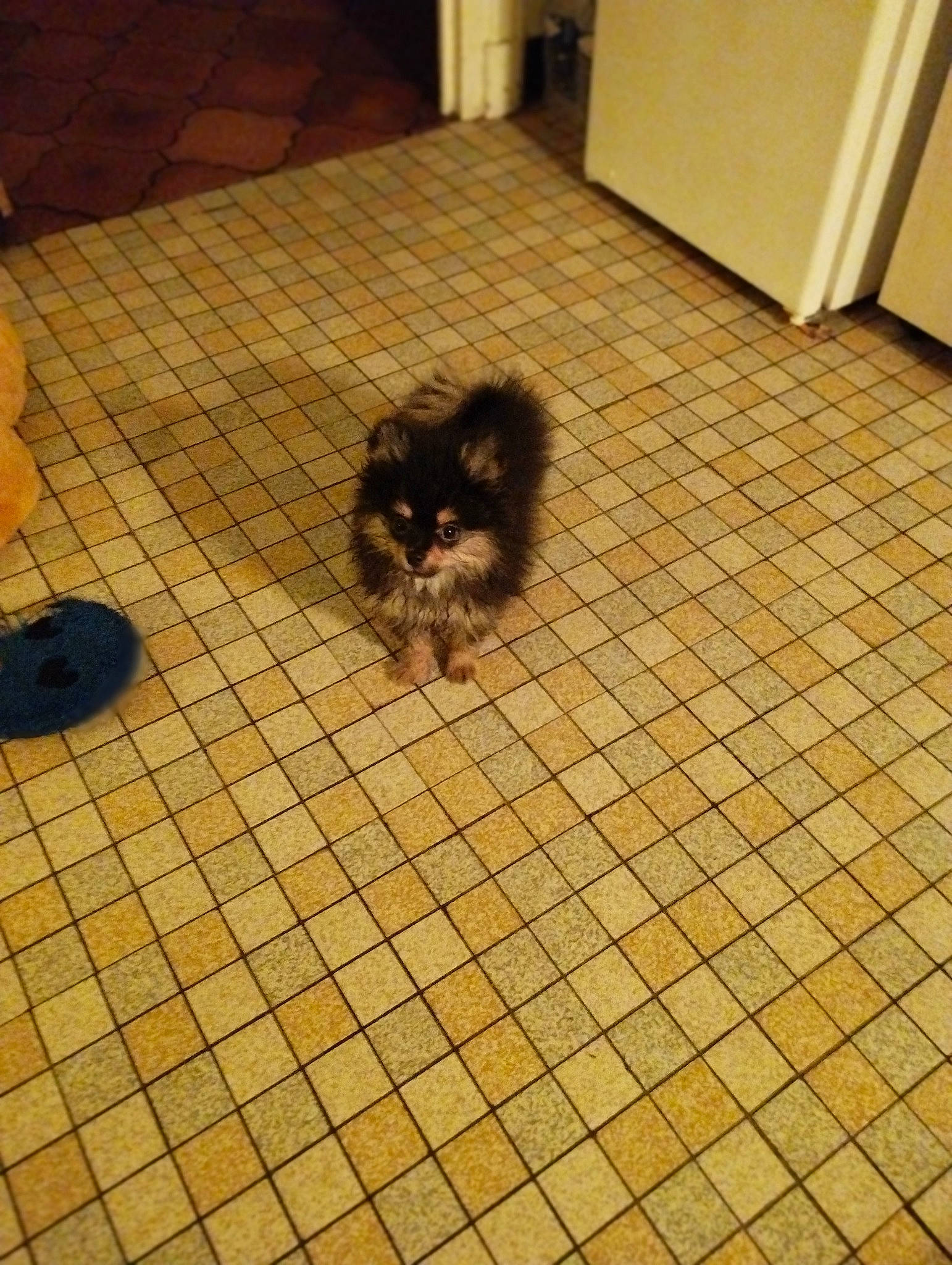 Tino a rejoint le concours — aidez-le/la à gagner de superbes lots ! cabinetry, canidae, carnivore, companion_dog, dog_breed, fawn, felidae, floor, flooring, fur, hardwood, laminate_flooring, small_to_medium_sized_cats, snout, sporting_group, tail, terrestrial_animal, tile, wood, wood_flooring