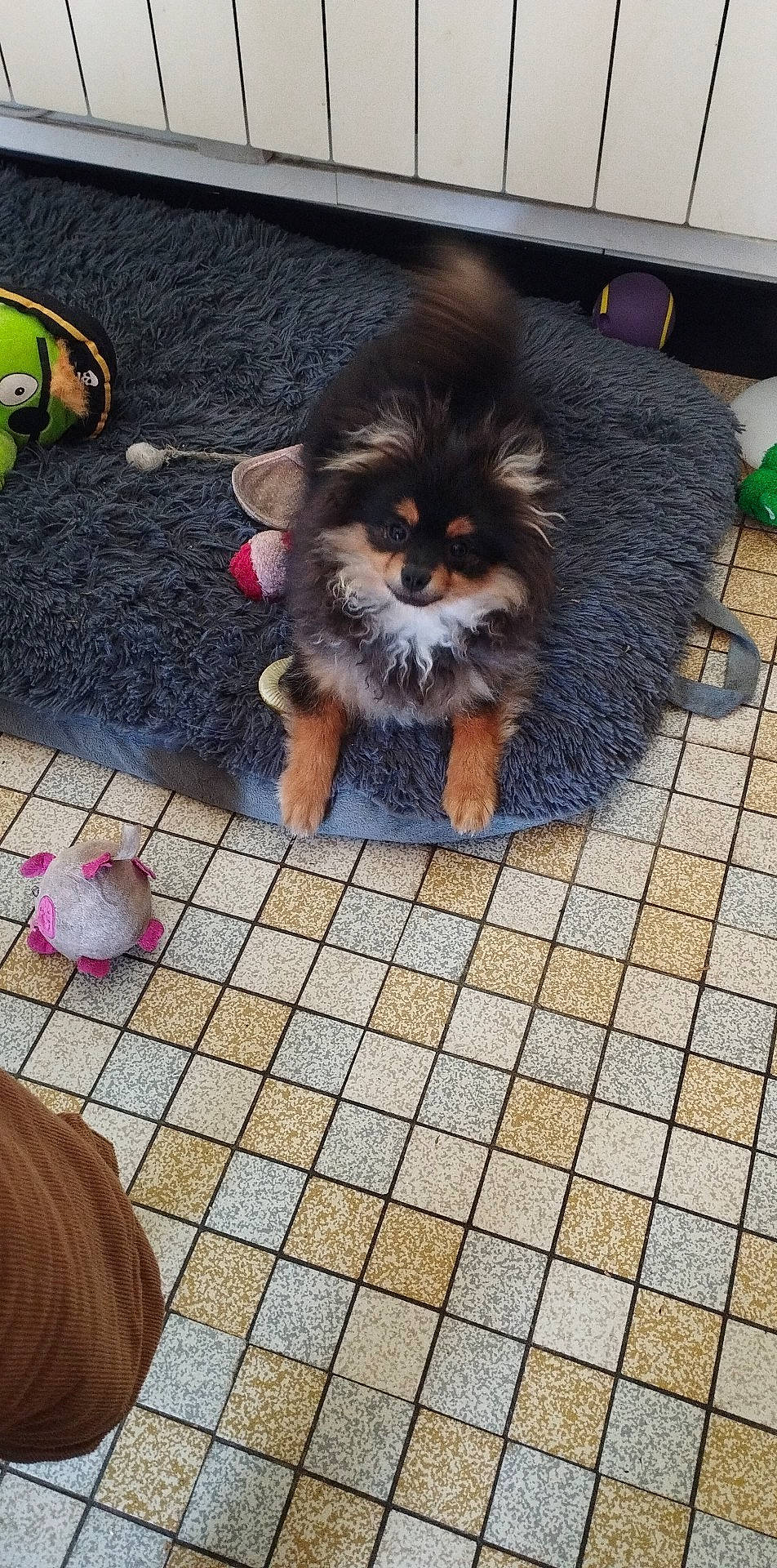 Tino a rejoint le concours — aidez-le/la à gagner de superbes lots ! carnivore, companion_dog, dog, dog_breed, dog_supply, fawn, flooring, fur, german_spitz, german_spitz_klein, leash, pomeranian, road_surface, sidewalk, snout, spitz, sporting_group, tail, toy_dog, working_animal