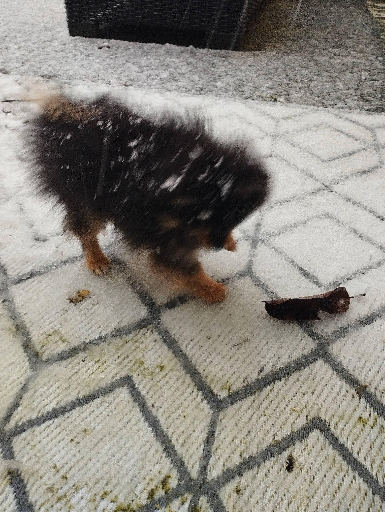 Tino participe au concours pour gagner de l'argent avec cette photo : asphalt, beak, bird, canidae, cobblestone, companion_dog, dog_breed, feather, floor, flooring, fur, grass, road_surface, shadow, sidewalk, snout, soil, sporting_group, tail, wing