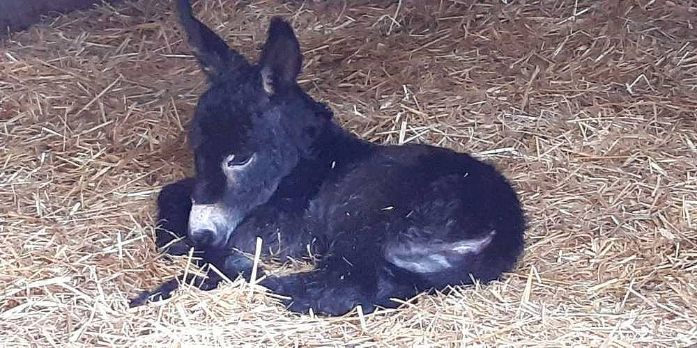Neige participe au concours pour gagner de l'argent avec cette photo : burro, colt, foal, mammal, terrestrial_animal, vertebrate