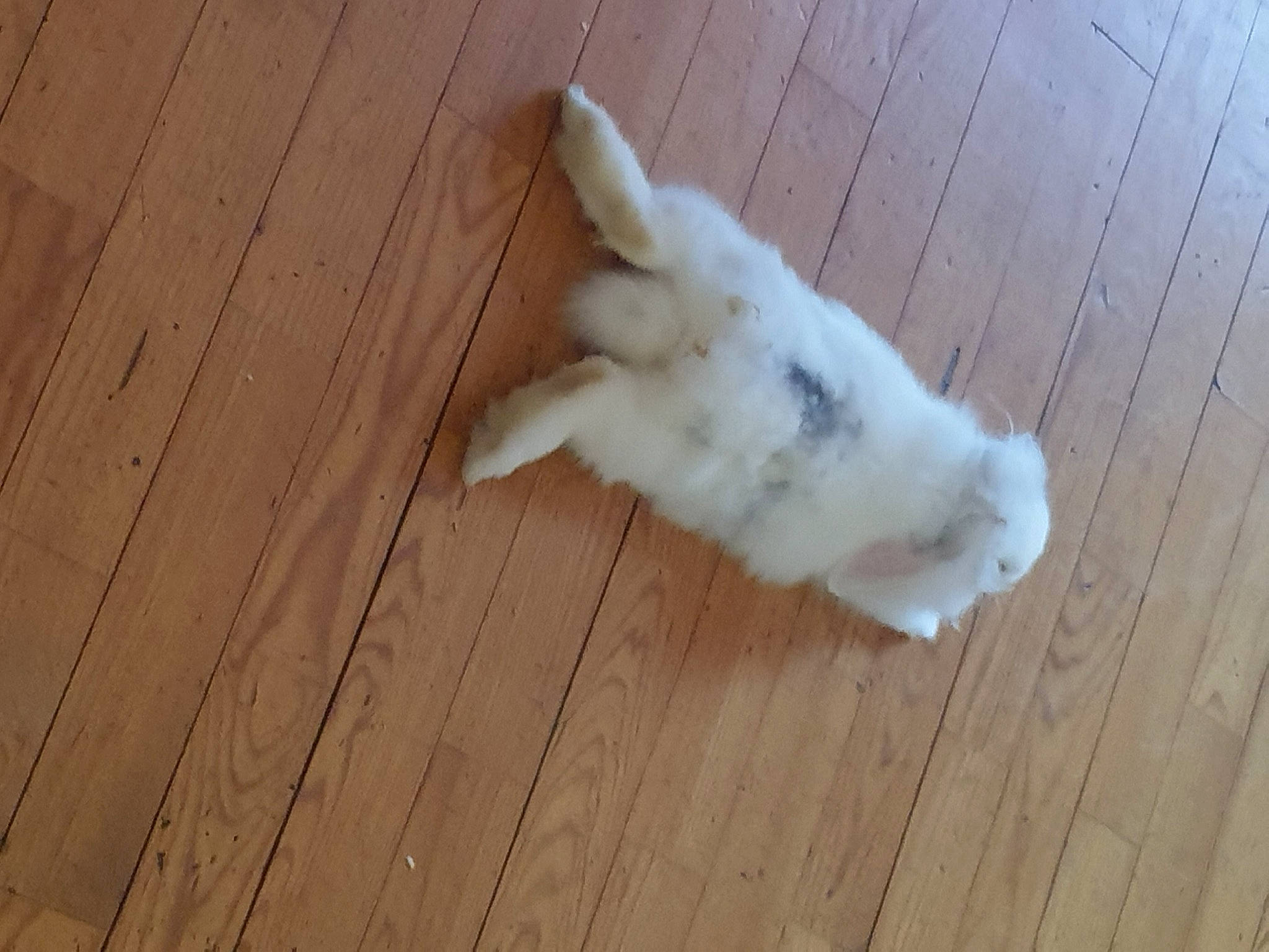 Neige a rejoint le concours — aidez-le/la à gagner de superbes lots ! canidae, carnivore, companion_dog, dog, dog_breed, fawn, floor, flooring, hardwood, japanese_spitz, non_sporting_group, paw, pomeranian, puppy, spitz, sporting_group, tail, toy_dog, wood