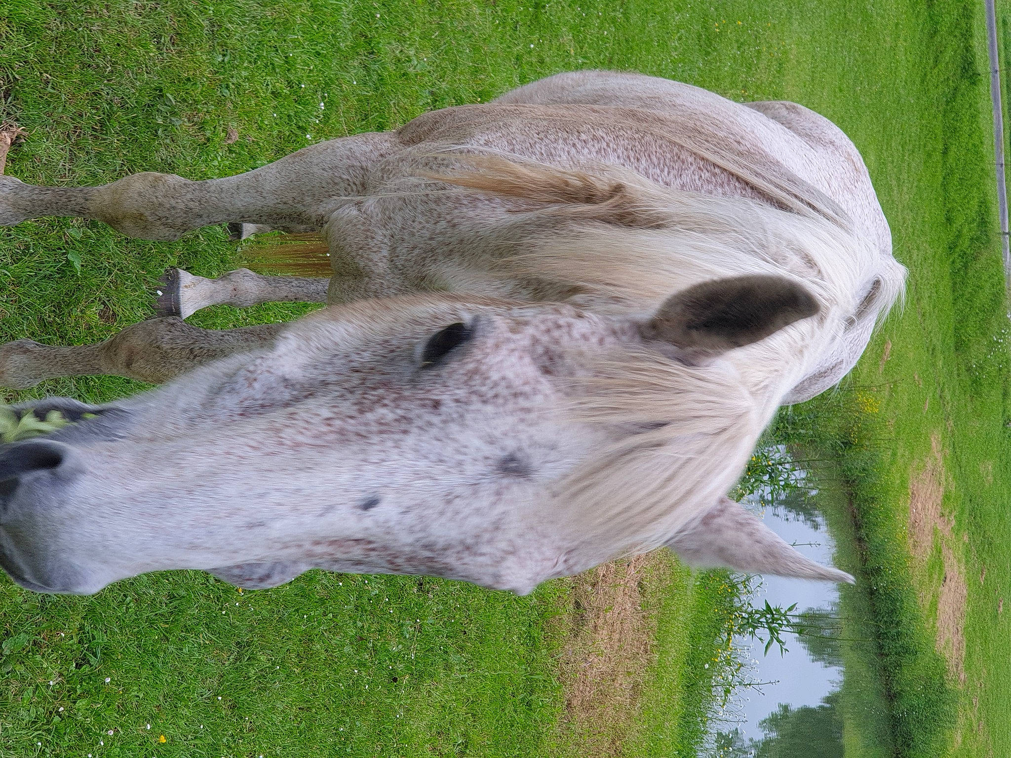 Neige a rejoint le concours — aidez-le/la à gagner de superbes lots ! bovine, ear, fawn, grass, livestock, nose, pasture, plant, snout, wildlife