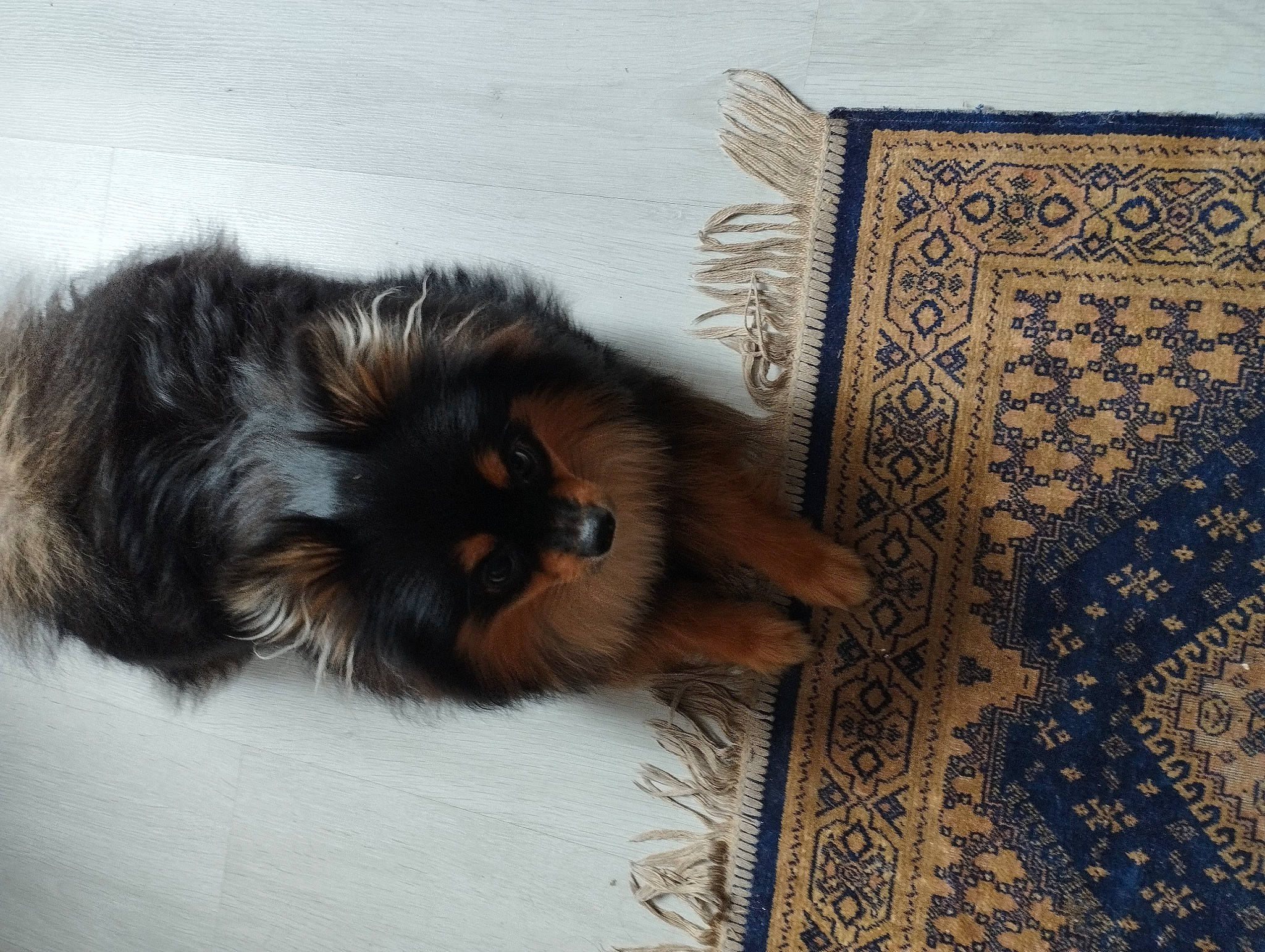 Ponpon a rejoint le concours — aidez-le/la à gagner de superbes lots ! canidae, carnivore, cat, claw, companion_dog, dog_breed, eye, fawn, felidae, fur, liver, pattern, paw, rectangle, small_to_medium_sized_cats, snout, tail, terrestrial_animal, whiskers, wood