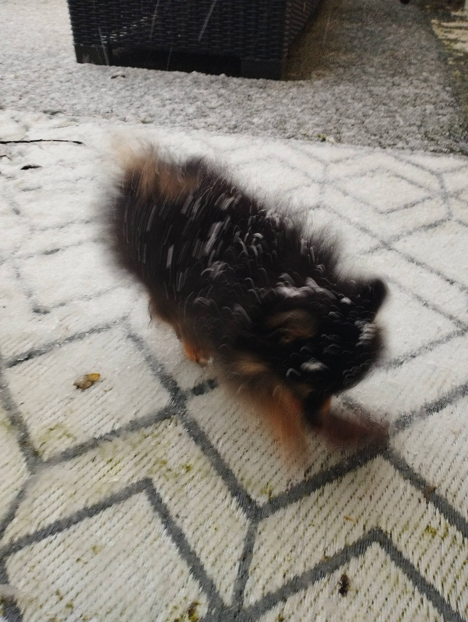 Ponpon participe au concours pour gagner de l'argent avec cette photo : asphalt, beak, bird, claw, dog_breed, feather, floor, flooring, fur, grass, hardwood, road_surface, shadow, sidewalk, snout, soil, tail, terrestrial_animal, wing, wood