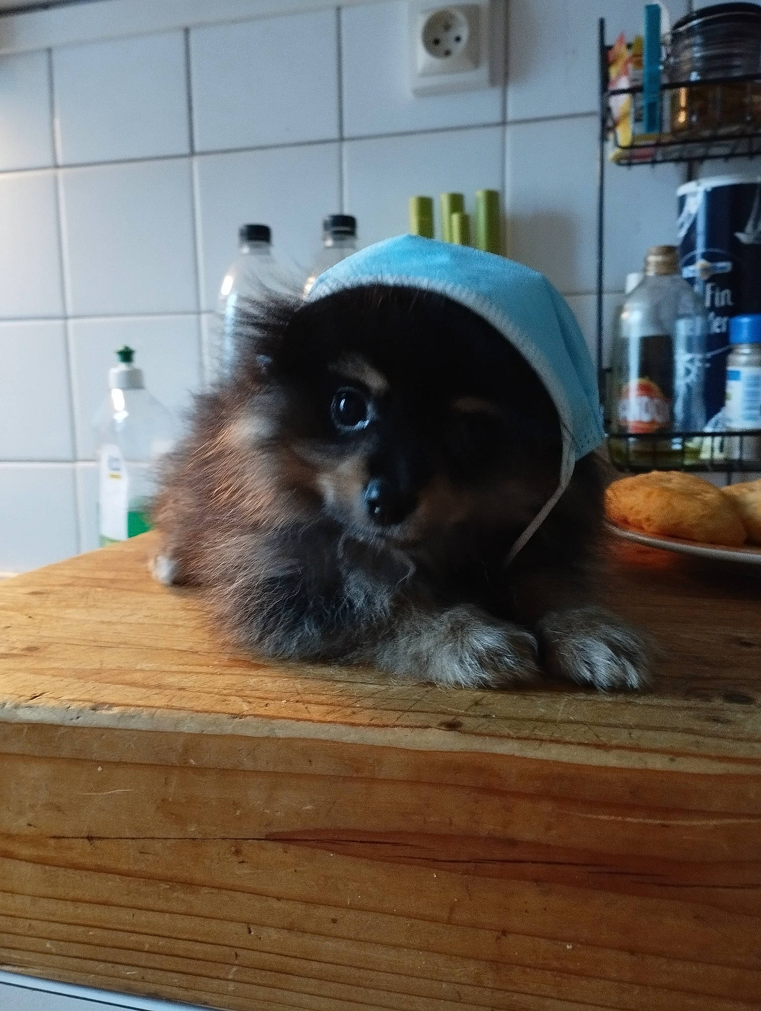 Ponpon participe au concours pour gagner de l'argent avec cette photo : bottle, carnivore, companion_dog, dog_breed, felidae, flooring, fur, hardwood, hat, house, kitchen_appliance, laminate_flooring, lighthouse, room, small_to_medium_sized_cats, table, tail, whiskers, wood, wood_stain