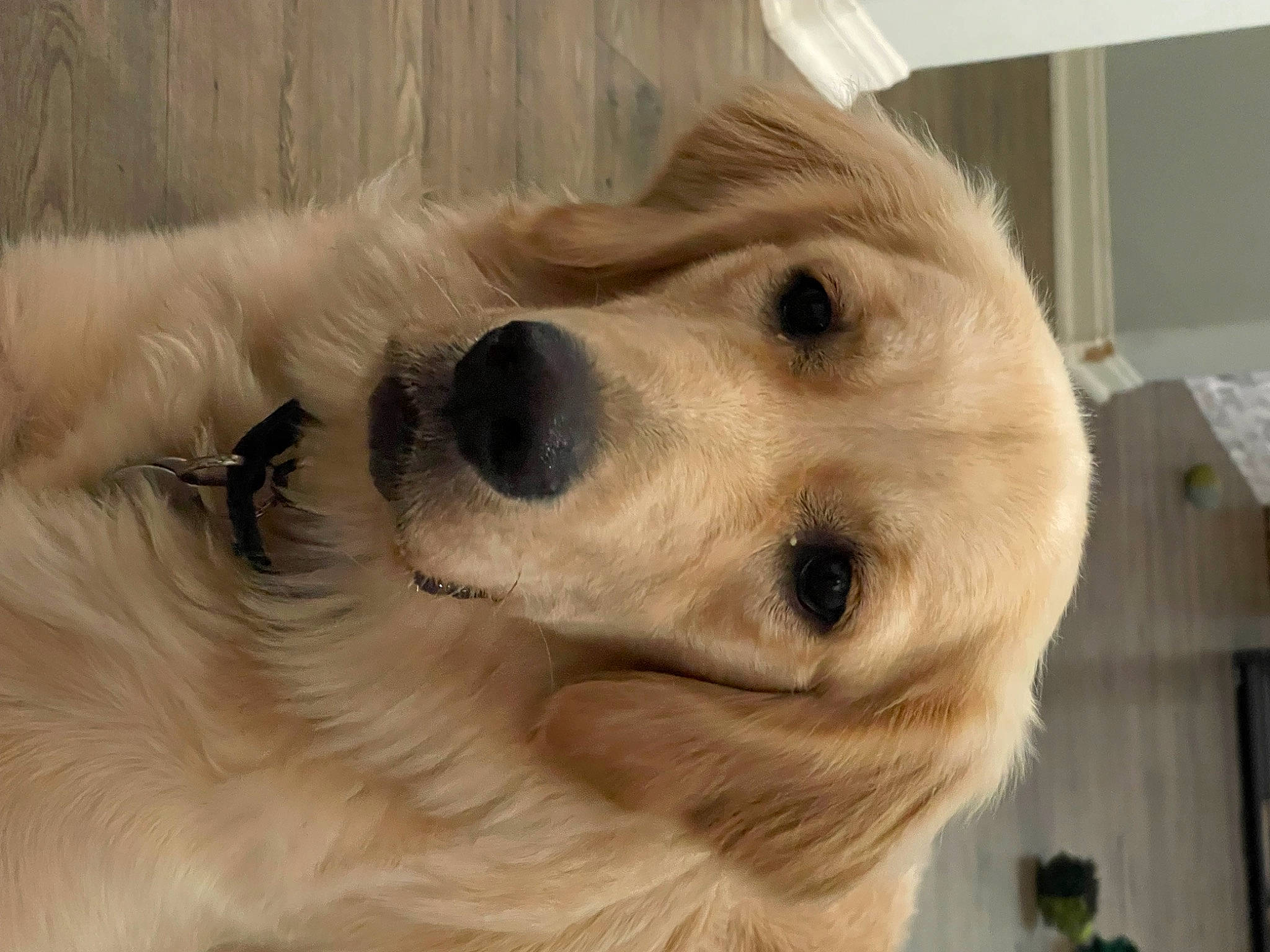 Sadie joined the competition — help win amazing prizes! canidae, carnivore, companion_dog, dog, dog_breed, ear, eye, fawn, fur, golden_retriever, pet_supply, sporting_group, whiskers, working_animal, working_dog