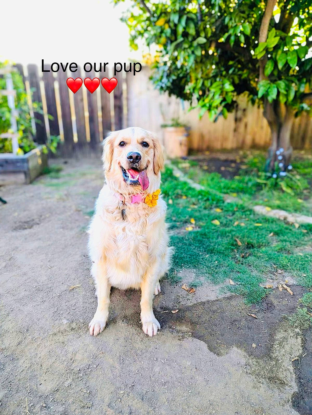 Sadie joined the competition — help win amazing prizes! asphalt, carnivore, companion_dog, dog, dog_breed, dog_supply, fawn, golden_retriever, grass, gun_dog, plant, road_surface, soil, tree, working_dog