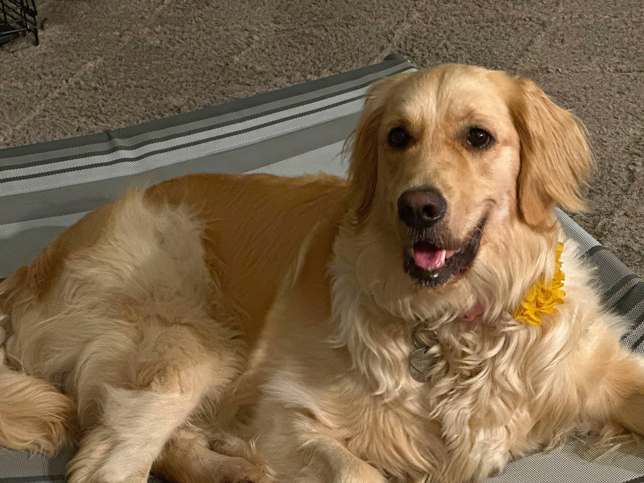 Sadie joined the competition — help win amazing prizes! canidae, carnivore, companion_dog, dog, dog_breed, fang, fawn, fur, golden_retriever, gun_dog, paw, pet_supply, retriever, shout, snout, sporting_group, terrestrial_animal, whiskers, working_animal, working_dog