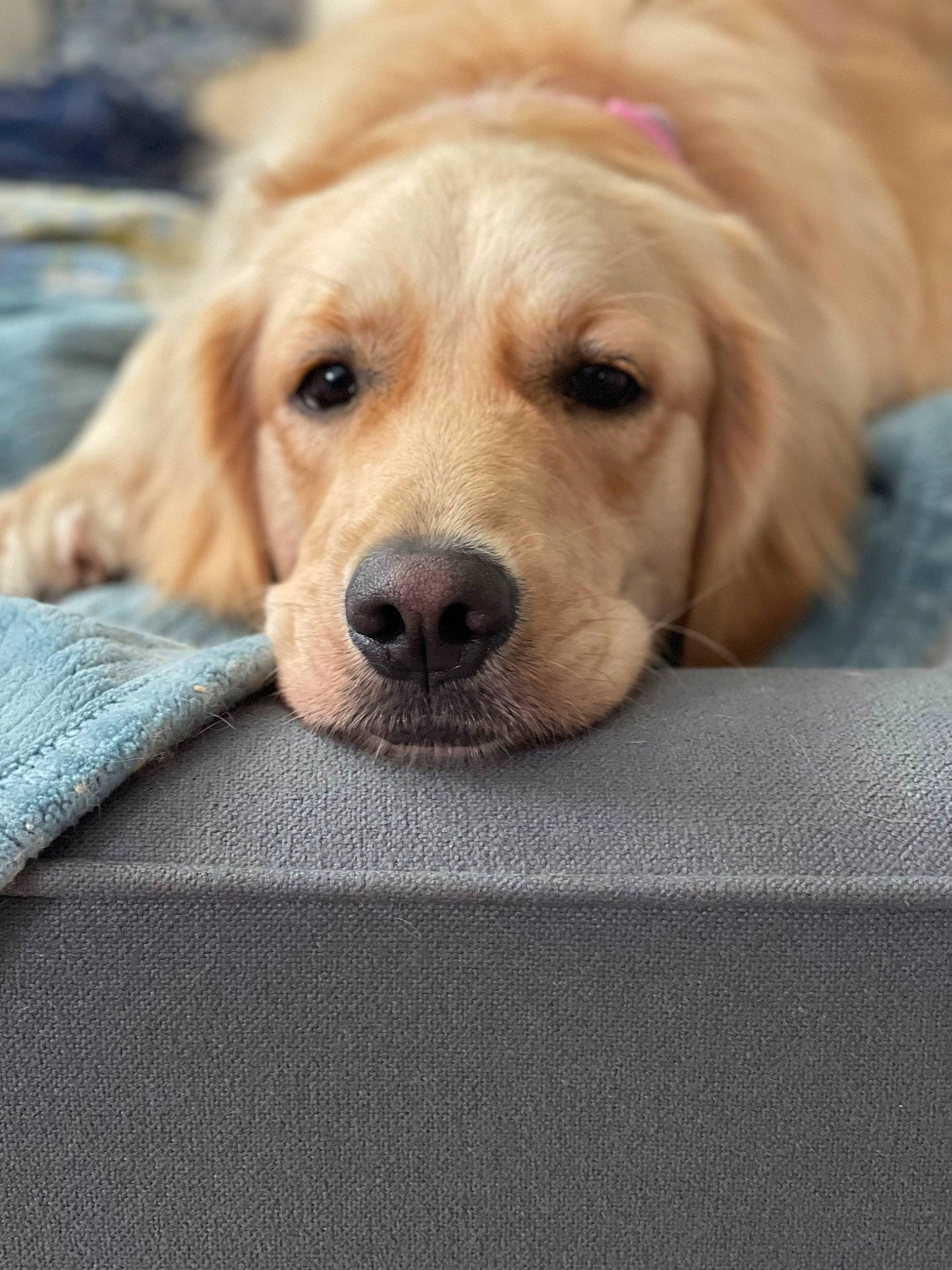 Sadie joined the competition — help win amazing prizes! canidae, carnivore, comfort, companion_dog, dog, dog_breed, eye, fawn, fur, head, hunting_dog, puppy, retriever, snout, sporting_group, terrestrial_animal, tree, whiskers, wood, working_animal