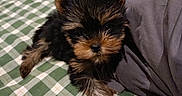 Bao a rejoint le concours — aidez-le/la à gagner de superbes lots ! puppy, dog, pet, animal, sleepy, cute, fluffy, fur, bed, blanket, checkered, green, white, glasses, eyewear, pillow, indoors, resting, small, cozy