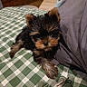puppy, dog, pet, animal, sleepy, cute, fluffy, fur, bed, blanket, checkered, green, white, glasses, eyewear, pillow, indoors, resting, small, cozy