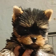 Bao a rejoint le concours — aidez-le/la à gagner de superbes lots ! puppy, dog, close_up, hand, fur, ears, pet, animal, cute, fluffy, indoor, portrait, young, mammal, holding, face, soft, adorable, small, companion