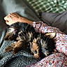 Bao a rejoint le concours — aidez-le/la à gagner de superbes lots ! puppy, dog, sleeping, fluffy, lap, hand, blanket, cushion, fabric, patterned_clothing, cozy, indoors, resting, pet, cute, small_dog, fur, relaxation, comfort, domestic