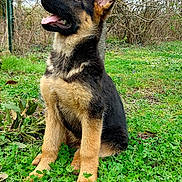 Ava participe au concours pour gagner de l'argent avec cette photo : german_shepherd, puppy, dog, grass, greenery, tree_trunk, outdoor, nature, pet, animal, ears, tongue, sitting, cute, young_dog, park, leaf, clover, canine, daylight