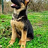 animal, canine, clover, cute, daylight, dog, ears, german_shepherd, grass, greenery, leaf, nature, outdoor, park, pet, puppy, sitting, tongue, tree_trunk, young_dog