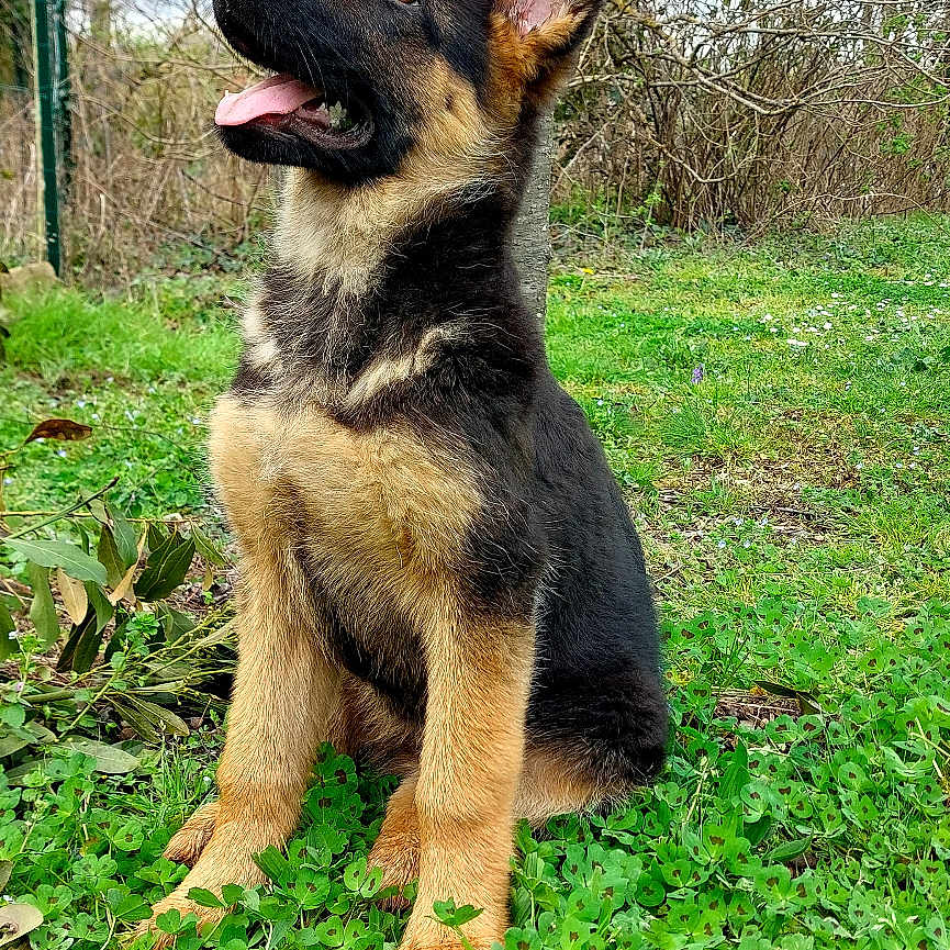 Ava