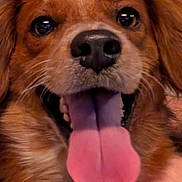 Georgia is registered to the contest to win money with this photo: dog, tongue, close_up, pet, happy, smiling, brown_fur, animal, canine, face, ears, nose, mouth, teeth, fur, domestic_animal, playful, cute, friendly, portrait