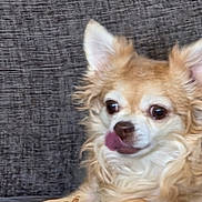 Piper joined the competition — help win amazing prizes! dog, chihuahua, pet, tongue_out, ears, fur, cute, lying_down, chew_treat, couch, indoor, brown, white, small_dog, looking, animal, companion, friendly, closeup, domestic