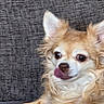 dog, chihuahua, pet, tongue_out, ears, fur, cute, lying_down, chew_treat, couch, indoor, brown, white, small_dog, looking, animal, companion, friendly, closeup, domestic