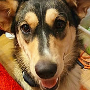 Lil Girl joined the competition — help win amazing prizes! animal, ball, bodypart, canine, chihuahua, dog, eskimodog, germanshepherd, hound, husky, labradorretriever, mouth, person, pet, puppy, snout, sport, tennis, tennisball, tongue