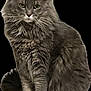 Max is registered to the contest to win money with this photo: cat, gray_cat, fluffy, long_hair, sitting, pet, animal, whiskers, ears, green_eyes, feline, portrait, fur, indoor, cute, domestic_cat, mammal, closeup, alert, calm