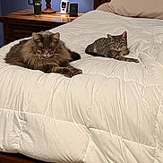 Max is registered to the contest to win money with this photo: cat, bed, comforter, lamp, wooden_furniture, nightstand, indoor, resting, feline, domestic_animal, pet, two_cats, sleeping_area, cozy, white_bedding, long_hair_cat, short_hair_cat, relaxed, household, furniture