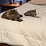 cat, bed, comforter, lamp, wooden_furniture, nightstand, indoor, resting, feline, domestic_animal, pet, two_cats, sleeping_area, cozy, white_bedding, long_hair_cat, short_hair_cat, relaxed, household, furniture