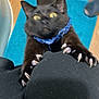 Ziggy is registered to the contest to win money with this photo: black_cat, cat, claws, blue_bandana, yellow_eyes, blurry, indoor, floor, mat, pet, animal, fur, climbing, scratching, curious, feline, close_up, sharp_claws, black_fur, domestic_cat
