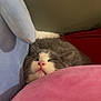 Luna joined the competition — help win amazing prizes! cat, sleeping, pink, blue, plush, cushion, cozy, indoor, pet, fur, whiskers, nose, resting, cute, domestic_animal, mammal, animal, soft, relaxing, face