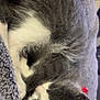 cat, sleeping, gray, white, fur, paw, whiskers, blanket, cozy, cute, pet, animal, resting, closeup, soft, indoor, feline, relaxing, nap, domestic_cat