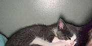 Luna is registered to the contest to win money with this photo: kitten, cat, sleeping, pillow, person, face, purple_hair, indoor, wall, gray_cat, white_cat, resting, cozy, closeup, pet, animal, floral_pattern, head, couch, relaxation