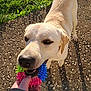Diego participe au concours pour gagner de l'argent avec cette photo : dog, labrador, yellow_lab, toy, hand, outdoor, sunlight, grass, concrete, play, pet, animal, closeup, tug_of_war, chewing, colorful, bright, daylight, friendly, engagement