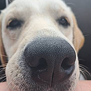 Diego a rejoint le concours — aidez-le/la à gagner de superbes lots ! dog, nose, close_up, animal, pet, fur, whiskers, black_nose, muzzle, canine, portrait, cute, blurry_background, texture, snout, macro, face, domestic_animal, outdoor