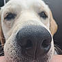 dog, nose, close_up, animal, pet, fur, whiskers, black_nose, muzzle, canine, portrait, cute, blurry_background, texture, snout, macro, face, domestic_animal, outdoor