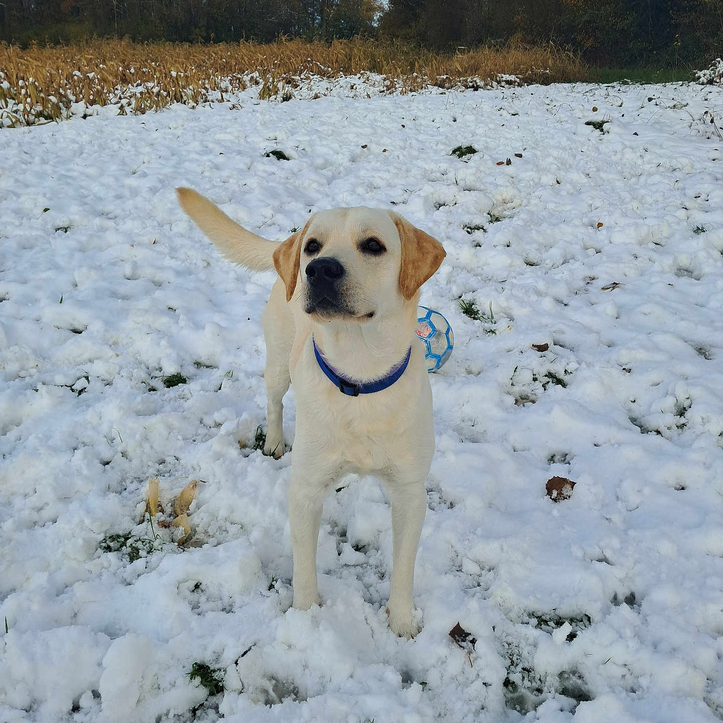 Diego a rejoint le concours — aidez-le/la à gagner de superbes lots ! animal, ball, blue_ball, canine, collar, cornfield, daylight, dog, field, fur, grass, labrador, nature, outdoor, pet, playful, snow, standing, trees, winter