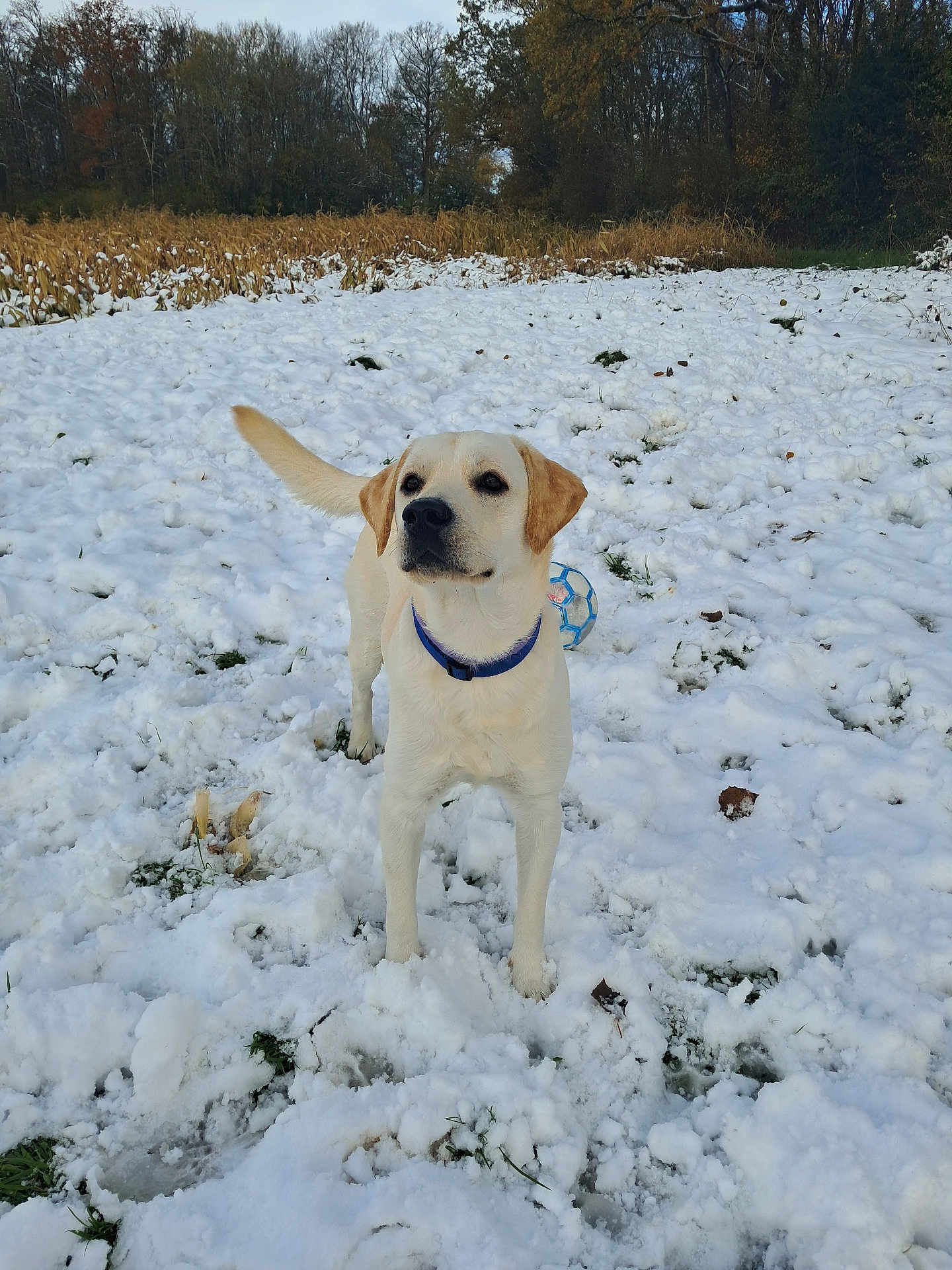 Diego a rejoint le concours — aidez-le/la à gagner de superbes lots ! dog, labrador, snow, field, ball, blue_ball, collar, outdoor, nature, grass, winter, trees, cornfield, canine, pet, animal, playful, daylight, standing, fur