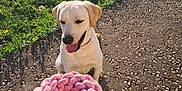 Diego participe au concours pour gagner de l'argent avec cette photo : dog, labrador, yellow_labrador, pet, outdoor, grass, greenery, path, stone_path, toy, rope_toy, hand, sunlight, shadow, happy, playful, animal, canine, summer, nature