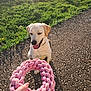 dog, labrador, yellow_labrador, pet, outdoor, grass, greenery, path, stone_path, toy, rope_toy, hand, sunlight, shadow, happy, playful, animal, canine, summer, nature