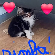 Simba a rejoint le concours — aidez-le/la à gagner de superbes lots ! advertisement, animal, balloon, cat, envelope, greetingcard, heart, kitten, loveheartsymbol, mail, manx, pet, symbol