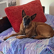 Kiara a rejoint le concours — aidez-le/la à gagner de superbes lots ! animal, architecture, bed, bedroom, blanket, building, bulldog, canine, couch, cushion, dog, furniture, homedecor, indoors, interiordesign, person, pet, pillow, puppy, room