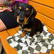 Cooper joined the competition — help win amazing prizes! puppy, dog, black_and_tan, bench, blanket, tattoo, person, purple_shirt, wooden_bench, pet, cute, small_dog, fur, collar, indoor, sitting, looking_up, animal, companion, brown_eyes