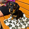 puppy, dog, black_and_tan, bench, blanket, tattoo, person, purple_shirt, wooden_bench, pet, cute, small_dog, fur, collar, indoor, sitting, looking_up, animal, companion, brown_eyes