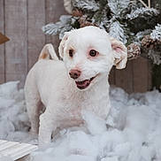 Polly participe au concours pour gagner de l'argent avec cette photo : dog, white_dog, snow, snowbank, winter, christmas, evergreen, tree, outdoor, portrait, animal, pet, standing, happy, smiling, fluffy, white_fur, rustic, wooden_sign, festive