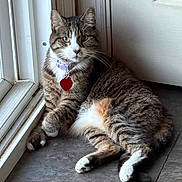 Hyacinth is registered to the contest to win money with this photo: cat, tabby, collar, heart_tag, window, floor, indoor, pet, feline, animal, resting, looking, curious, whiskers, ears, paws, fur, striped, domestic_cat, relaxed