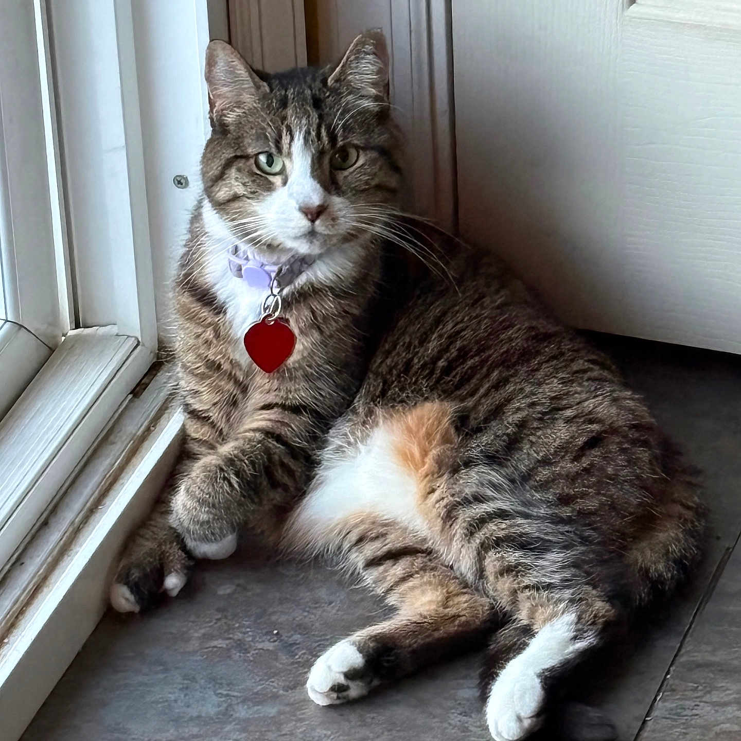 Hyacinth is registered to the contest to win money with this photo: cat, tabby, collar, heart_tag, window, floor, indoor, pet, feline, animal, resting, looking, curious, whiskers, ears, paws, fur, striped, domestic_cat, relaxed