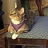 Bandita is registered to the contest to win money with this photo: carpet, cat, cozy, curiosity, cushion, domestic_animal, ears, feline, household, indoor, looking_up, paws, pet, purple_harness, relaxed, stool, striped_fur, tabby_cat, whiskers, wooden_furniture