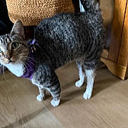 Bandita is registered to the contest to win money with this photo: animal, blur, cat, close_up, curious, domestic_cat, ears, four_legs, furniture, household, indoor, looking_up, pet, purple_harness, tabby_cat, tail, whiskers, white_paws, wooden_floor, woven_basket