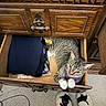 Bandita is registered to the contest to win money with this photo: animal, carpet, cat, clothing, cozy, curious, cute, domestic, drawer, floor, furniture, home, indoor, looking_up, pet, purple_sweater, resting, slippers, tabby_cat, wooden_furniture