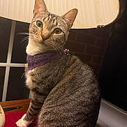 Bandita is registered to the contest to win money with this photo: cat, tabby, purple_bandana, lamp, lampshade, red_surface, indoor, pet, whiskers, striped_fur, window, table, domestic_animal, feline, cute, sitting, portrait, closeup, warm_light, curious